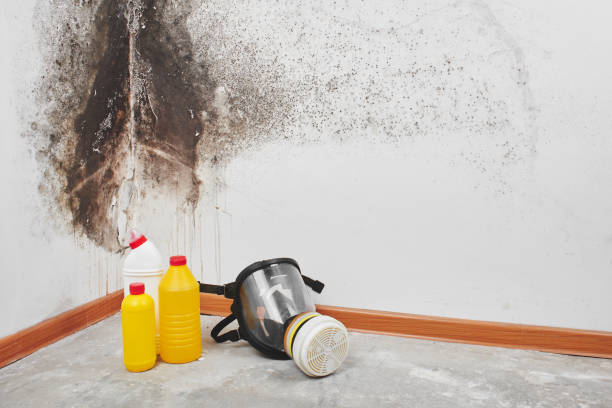 Mold Testing and Removal in Dunedin, FL