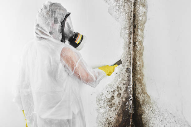 Mold Removal Process in Dunedin, FL