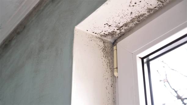 Certified Mold Removal in Dunedin, FL