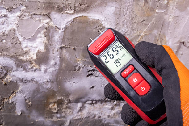Best Black Mold Removal  in Dunedin, FL