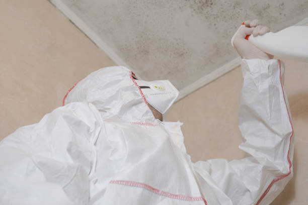 Best Professional Mold Removal  in Dunedin, FL