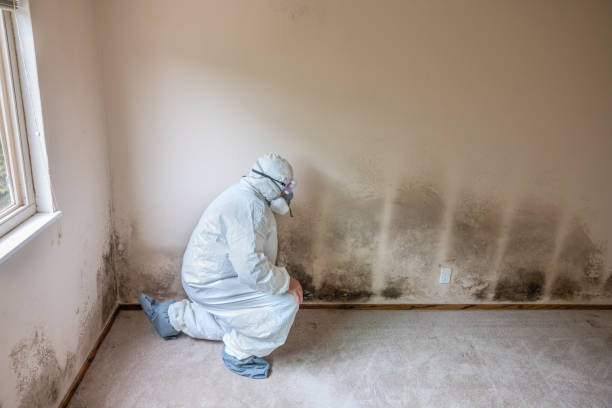 Best Emergency Mold Removal  in Dunedin, FL