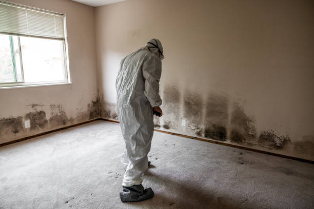 Best Home Mold Removal  in Dunedin, FL