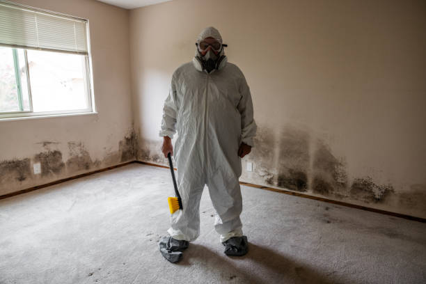 Trusted Dunedin, FL Mold Removal Experts