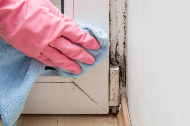 Best Attic Mold Removal  in Dunedin, FL