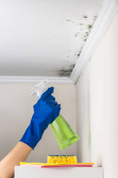 Best Mold Cleaning Services  in Dunedin, FL