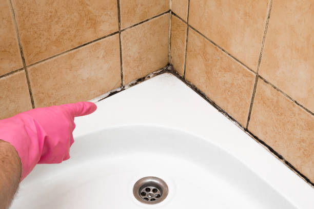 Best Local Mold Removal Service  in Dunedin, FL